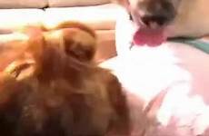 threesome femefun dogs videos