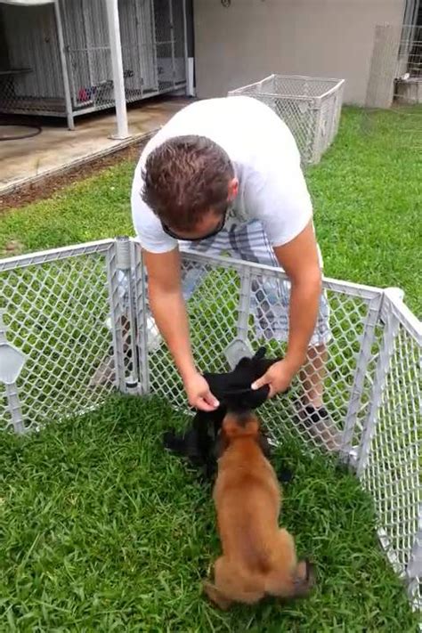 View the complete puppy profile for more. KNPV Lines Belgian Malinois Puppies for Sale - YouTube