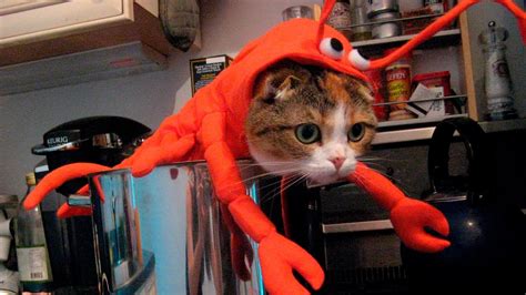 We did not find results for: Funny Cats And Dogs That Hate Their Outfits - Funny Pets ...