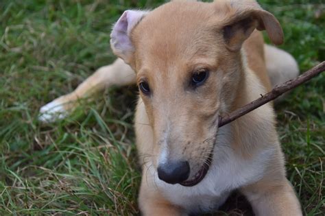 All puppies go to their new homes with all relevant paperwork, including an 'eye certificate', health records, breed information sheet and detailed information on feeding and grooming your new puppy. we love our smooth collie puppy