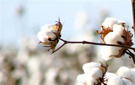 Insect pests are a problem for cotton. Ghana : CSIR Ghana introduces new pest-resistant cotton ...