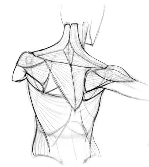 Feb 23, 2021 · how to draw a neck and shoulders: How to Draw the Shoulder Bones | Proko