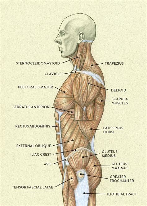 The muscles of the human body can be categorized into a number of groups which include muscles relating to the head and neck, muscles of the torso or trunk, muscles of the upper limbs, and muscles of the lower limbs. MUSCLES OF THE TORSO INDICATED BY COLOR