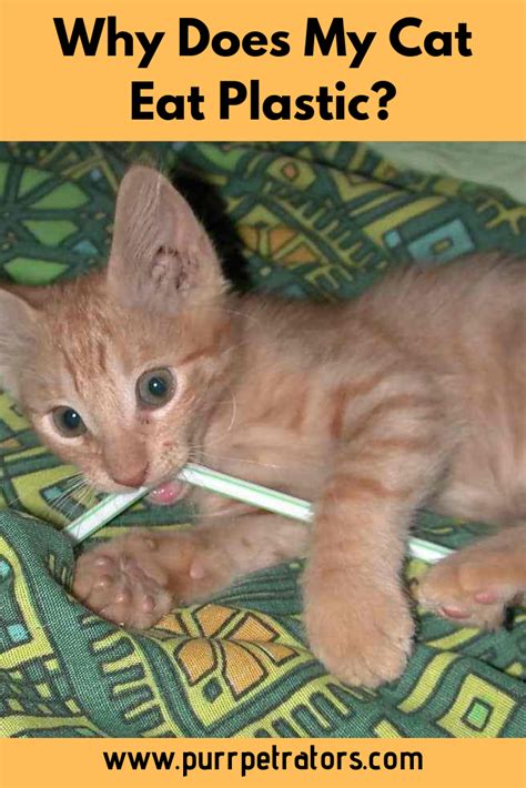 Yes, cats love to eat human foods but you can't give them what you eat. Why Does My Cat Eat Plastic? (With images) | Cat facts ...