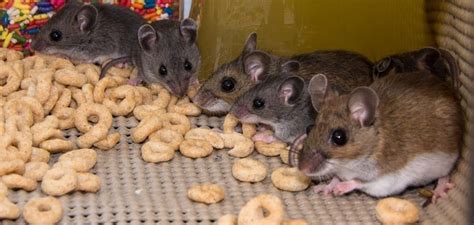 Is a locally owned and operated family business for 30+ years. House Mice Vs Field Mice | Mice