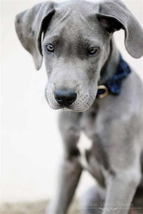 Great danes are giant dogs that combine nobility with robustness and power with elegance. The newest edition to Blaue Weide Danes! Meet Willow ...