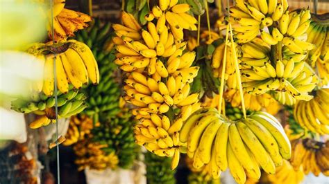 Seperti halnya pisang matang, pisang yang mentah kaya akan sumber karbohidrat, kolit, serta, energi, lemak, folat, zat besi mengonsumsi pisang mentah dapat meningkatkan kesehatan usus anda. Resep Sederhana Membuat Sale Pisang yang Gurih dan Enak ...