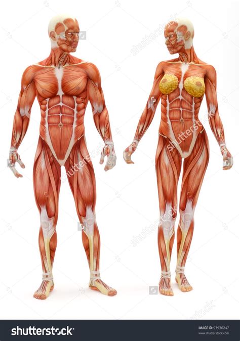 The shoulder muscles can be classified into extrinsic and intrinsic categories. stock-photo-male-and-female-muscular-skeletal-system ...