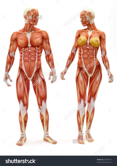 Anatomy of a human female back muscle anatomy human back diagram organs anatomie. stock-photo-male-and-female-muscular-skeletal-system ...