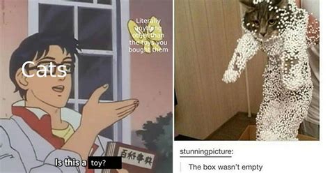 Lift your spirits with funny jokes, trending memes, entertaining gifs, inspiring stories, viral videos, and so much more. 22 Caturday Memes That Will Start Your Weekend The Right ...