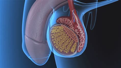 The human body is the structure of a human being. Human Physiology - Functional Anatomy of the Male ...