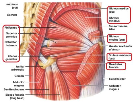 Find this pin and more on glutes by heather kim. Glutes Diagram - Joan Lim Gluteus Muscles The Gluteal ...