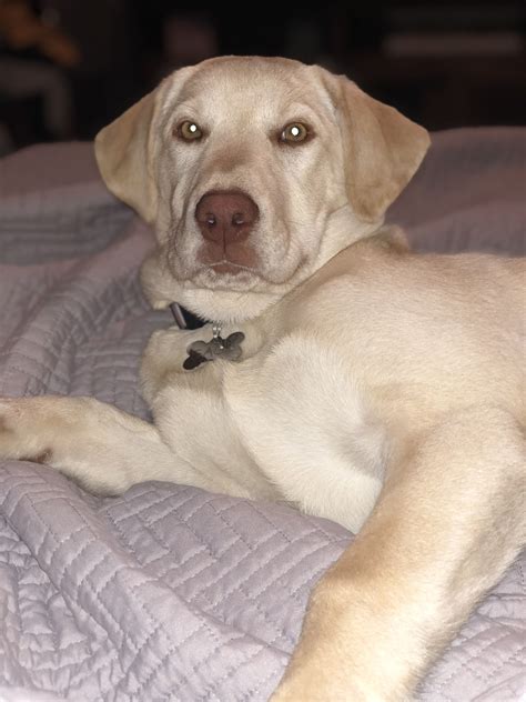 Home/black lab breeder, champagne labradors, charcoal labradors, chocolate labs for sale oklahoma in looking for an english labrador breeder, i did a lot of research and chose sooner labs because of the great. Champagne Labrador Retriever. Yellow Labrador Puppy ...