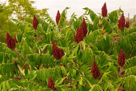 Sumac spice is obtained from the dried and ground fruits of a specific type of sumac plant rhus what does sumac mean, what are the benefits of sumac, what is sumac good for, how is. Sumac: a Necessary Spice - Backyard Forager