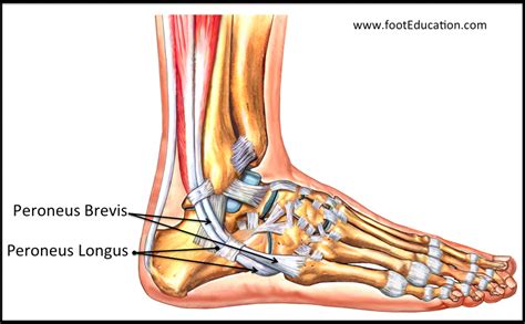 Learn about their differences and the common injuries that affect them here. Acute Peroneal Tendon Subluxation - FootEducation