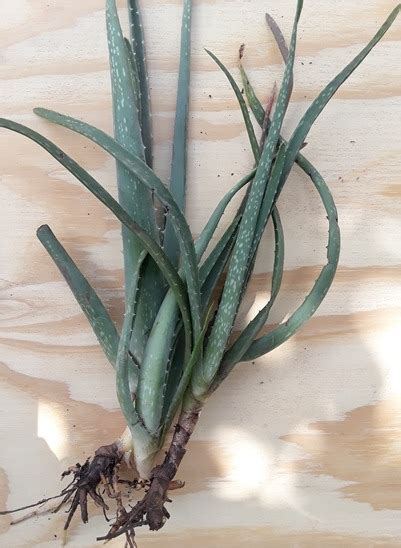 Use these tips for dividing aloe vera pups from the parent plant to get more plants for free. How To Transplant Aloe Vera Pups in Your backyard Garden