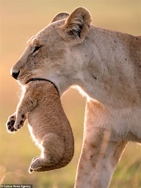 He carries them steadfastly into the desert where he bravely faces them in his solitude. Mother lion appears to swallow her cub up to its neck in ...