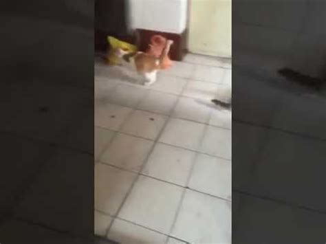 Cat running away from mice | Cat run, Cats, Running away