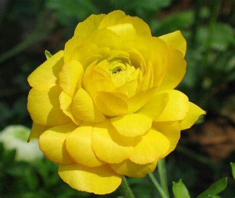 Learn the history of the yellow rose, common meanings and symbolism in our recently updated guide. Yellow (With images) | Peony flower photos, Yellow peonies ...