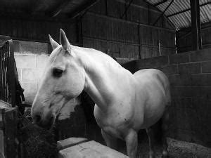 Lusitano: Aussehen, Charakter & Zucht | markt.de