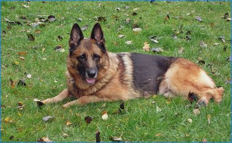 Dank ihres guten geruchssinns werden sie häufig als spürhund eingesetzt. Hundevermittlung Hundshuus