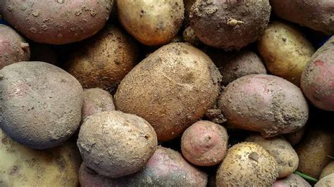 Wann kann ich meine kartoffeln ernten. meine ernte: Kartoffeln anbauen, pflegen, ernten und lagern