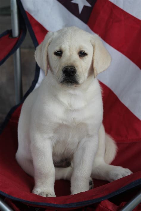 Labs are sociable, affectionate, and loyal. PA lab breeder, American Labs in PA, English labs in Pa ...