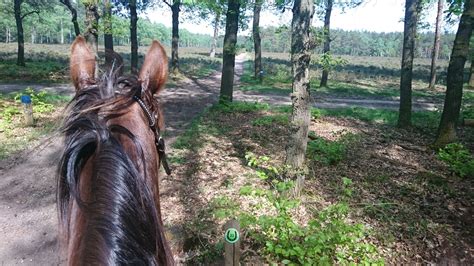 52 fotos und 1 tipp von 271 besucher bei leersumse veld anzeigen. Parkeren en tips - Informatie over paardrijden & mennen op ...