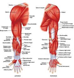 Human muscle system, the muscles of the human body that work the skeletal system, that are under voluntary control, and that are concerned with movement, posture, and balance. human muscle anatomy diagram | Human Muscles Anatomy are ...