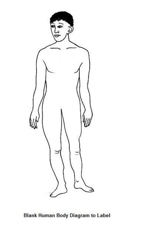 Learn the most common anatomical positions with this illustrated guide. Free Blank Body, Download Free Clip Art, Free Clip Art on Clipart Library