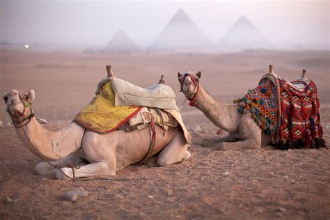 With such useful help in the desert region, camel is the most humble and lovable animal. Camels Sitting With Pyramids In The by Andrew Holt