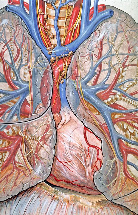 Veina cava, etc.), oesophagus and trachea and bronchi. The region between the right and left pleural cavities is ...