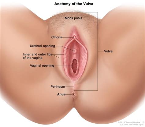 Definition of pussy (entry 3 of 4). Vulvar Cancer Treatment (PDQ®)—Patient Version - National ...