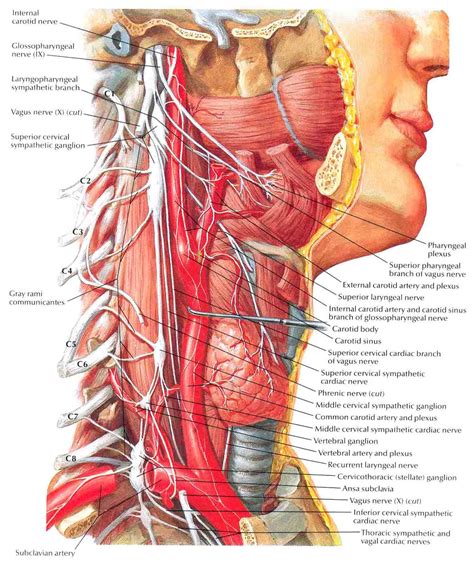 You have erector spinae muscles on each side of your spine, and they extend the entire length of your back. Neck Anatomy and Physiology - Elliot's Site