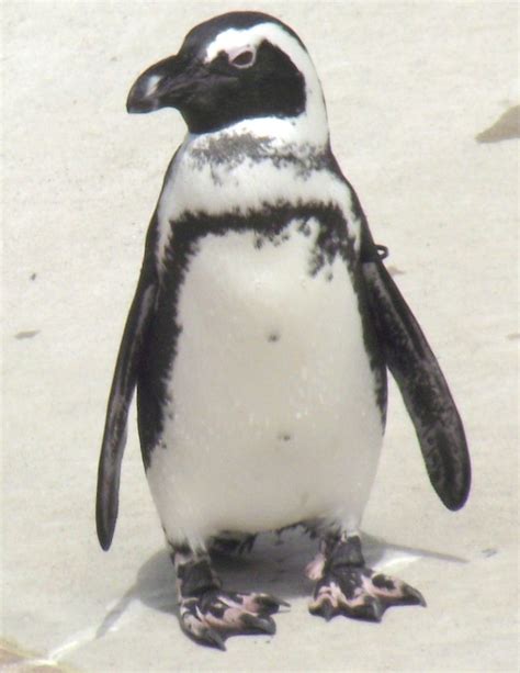 The toronto zoo says it has successfully hatched four african penguin chicks. Penguin Toronto Zoo | Toronto zoo, Animal photography, My ...