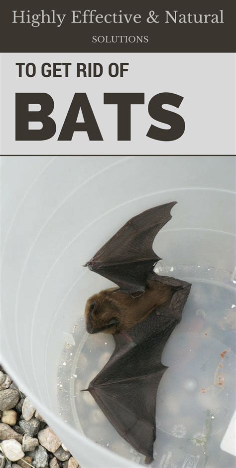 You also can't use chemicals or poisons since in many bat urine and guano can corrode and eat through drywall so it can also damage the walls and ceiling in your home. Many of us look for remedies on how to get rid of bats. It ...