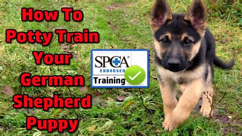 I've an 8 week old german shepherd. German Shepherd Puppy - How To Potty Train START TODAY ...
