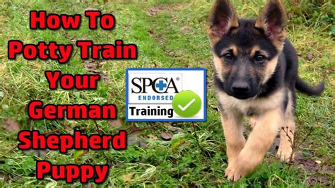 A german shepherd doesn't have full bladder control until about 5 to 6 months of age so plan on continuing your potty training efforts until they have control of their elimination habits. German Shepherd Puppy - How To Potty Train START TODAY ...