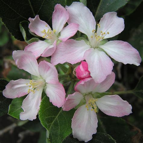 The first one said, oh my, it's getting late! sort by category: ENCANTO FARMS MY FRUITS