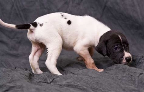 The sheer size of the great. CKC Registered Great Dane Puppies FOR SALE ADOPTION from ...