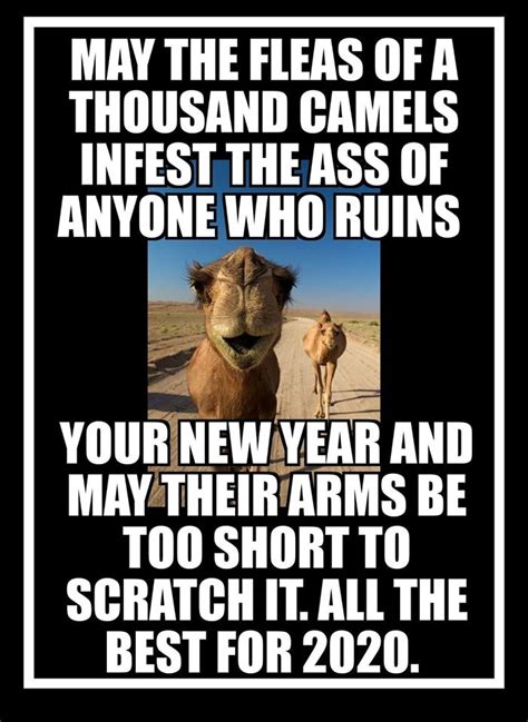 Most funniest camel memes graphics and gifs collection. Now That's Funny | Facebook