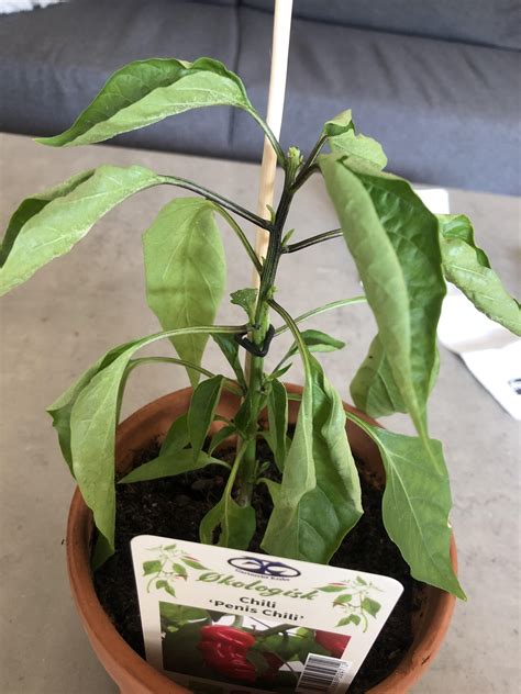 Molded by dry desert climates, they don't require much water or care and can survive extreme weather established cacti have less vigorous watering requirements than most other potted plants. Have a problem with this penis chili. The leaves feels dry ...