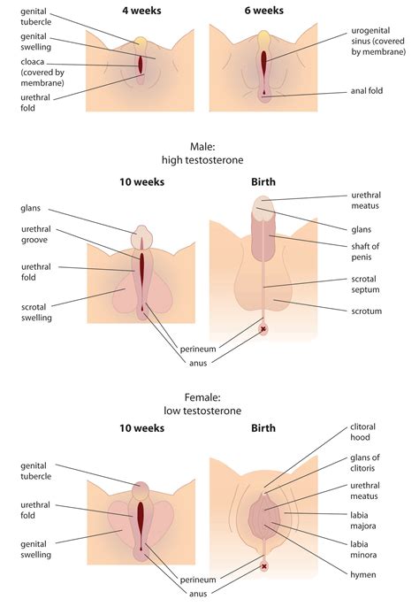 You can identify as male or female depending on what reproductive organ you were born with. Sex and sexuality