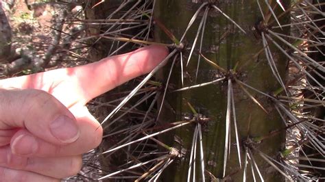 A cactus thorn stuck in the skin can be a very painful and troubling experience for some time. Are there Cactus in Hawaii | Big Ones with Long Needles ...