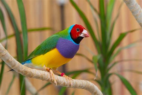 Foto über vogel gouldian finke, erythrura gouldiae oder chloebia gouldiae. Fink Foto & Bild | tiere, zoo, wildpark & falknerei, vögel ...