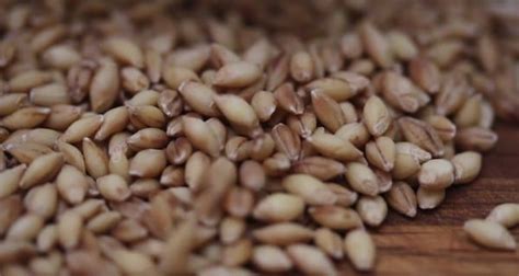 Then reduce the heat to low, cover, and simmer for about 45 to 60 minutes. How To Cook Unhulled Barley - Tips For Survivalists