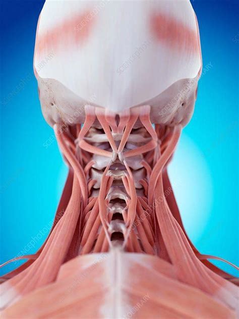 Get a program that will automatically change. Human neck muscles (With images) | Muscle anatomy, Massage ...