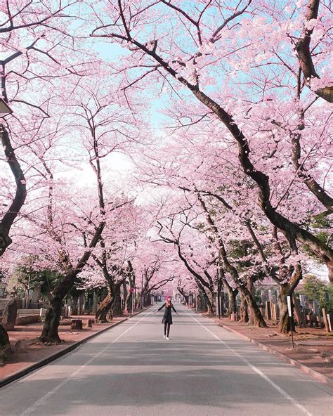 Sebanyak 200 pohon sakura diberi nama nama perempuan jepang, dan sisanya 200 memiliki nama. BACA : Jenis-jenis Bunga SAKURA! | My Kebun