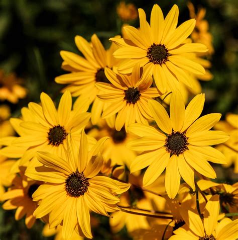 B&b i fiori di margherita. Coltivare margherite: guida per principianti