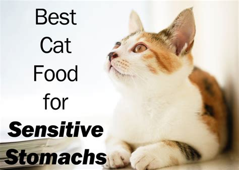 2 how can a sensitive stomach cat food help? 6 Best Cat Food for Sensitive Stomachs (A Guide and Review ...